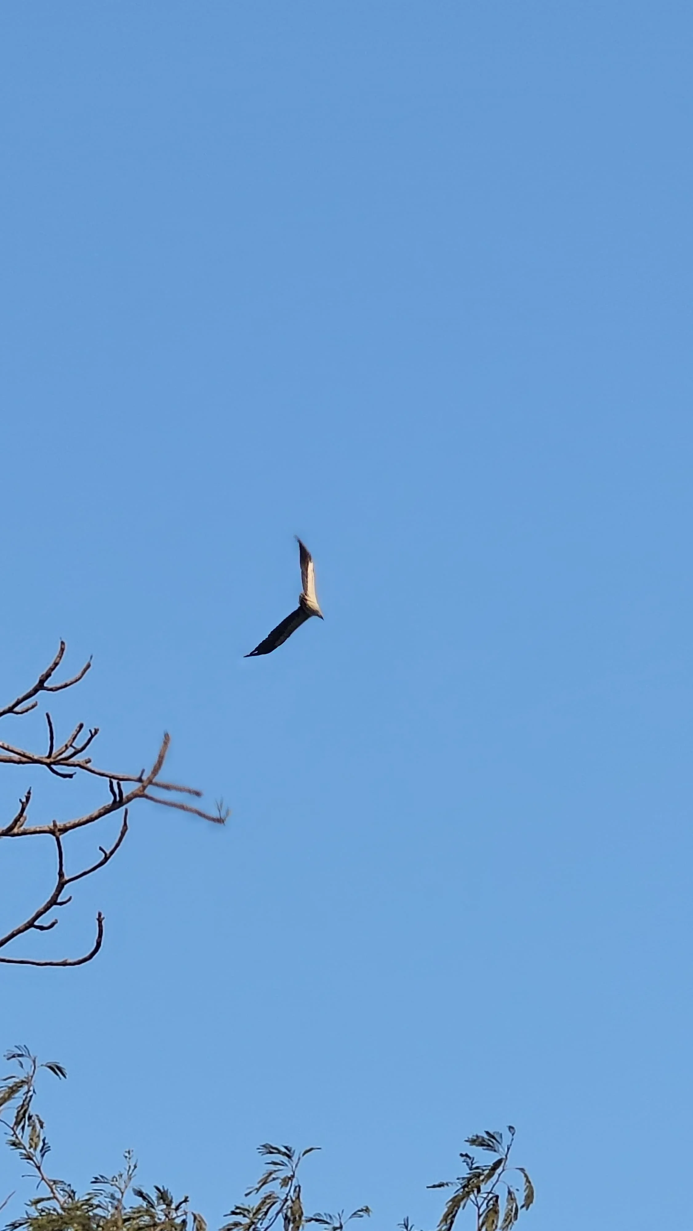 Caramabolim Biodiversity - guided walk - wetland ecosystem learning.jpeg