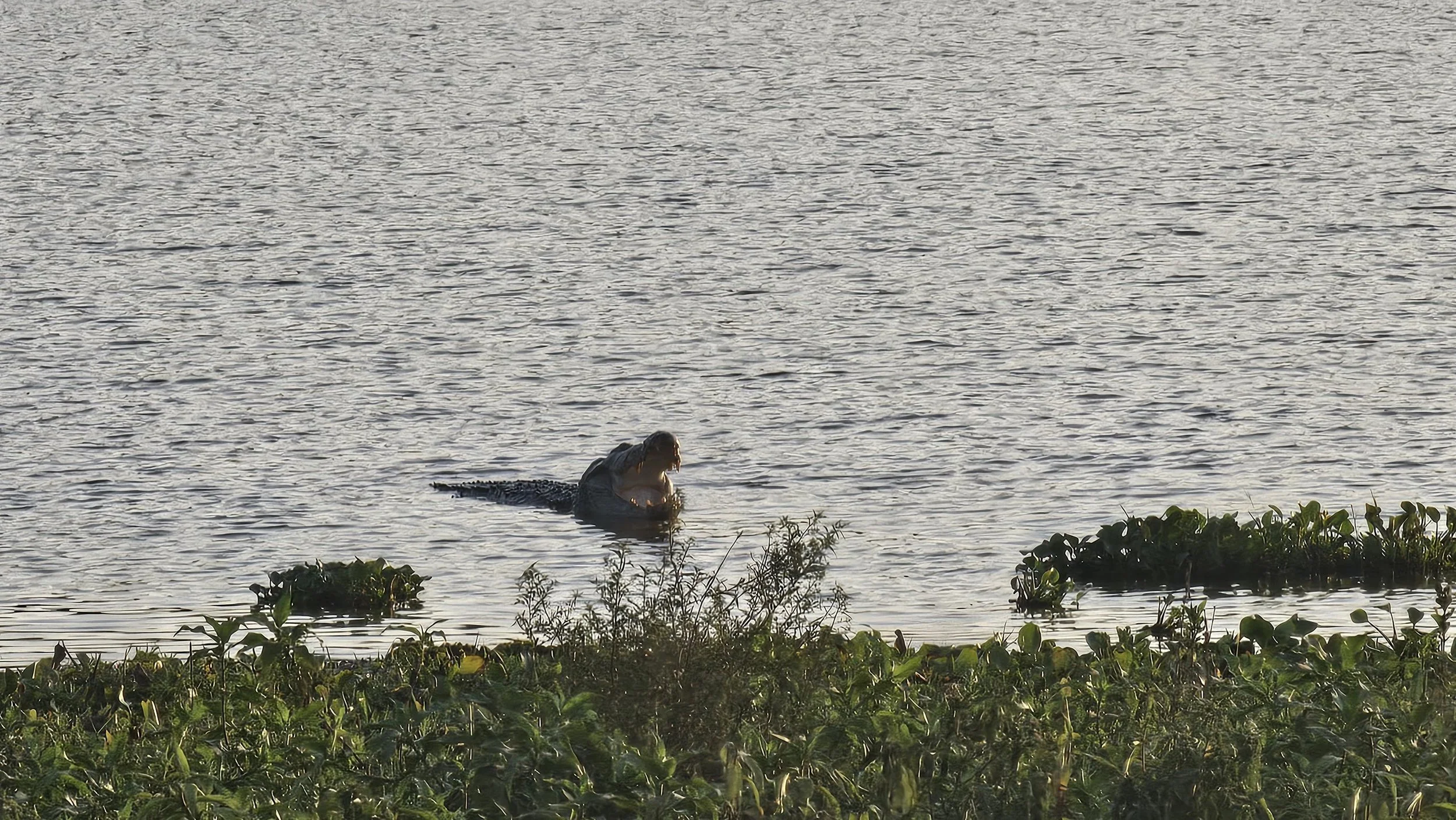 Carambolim biodiversity lake.jpeg