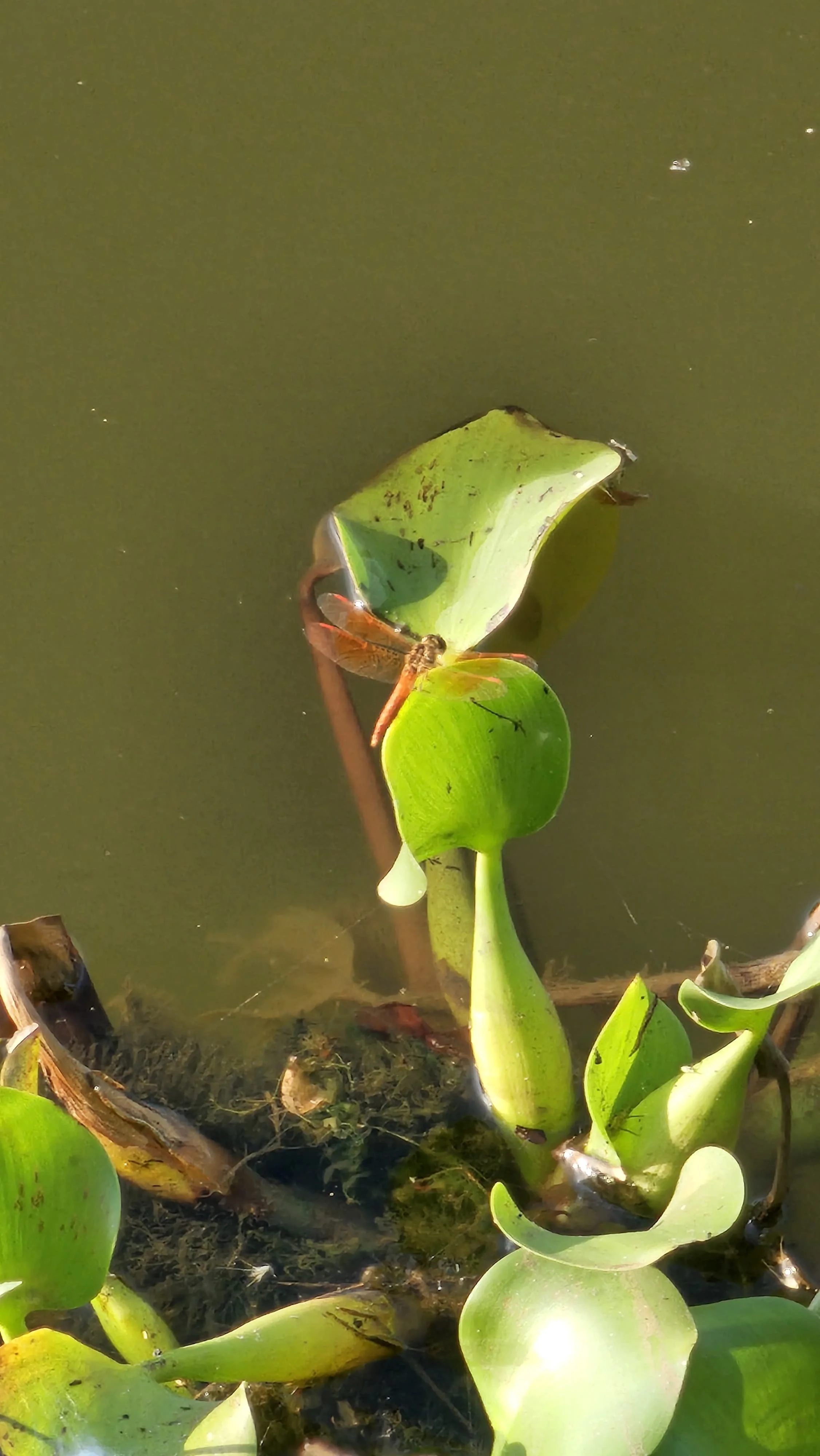 Carambolim biodiversity walk Jun.jpeg