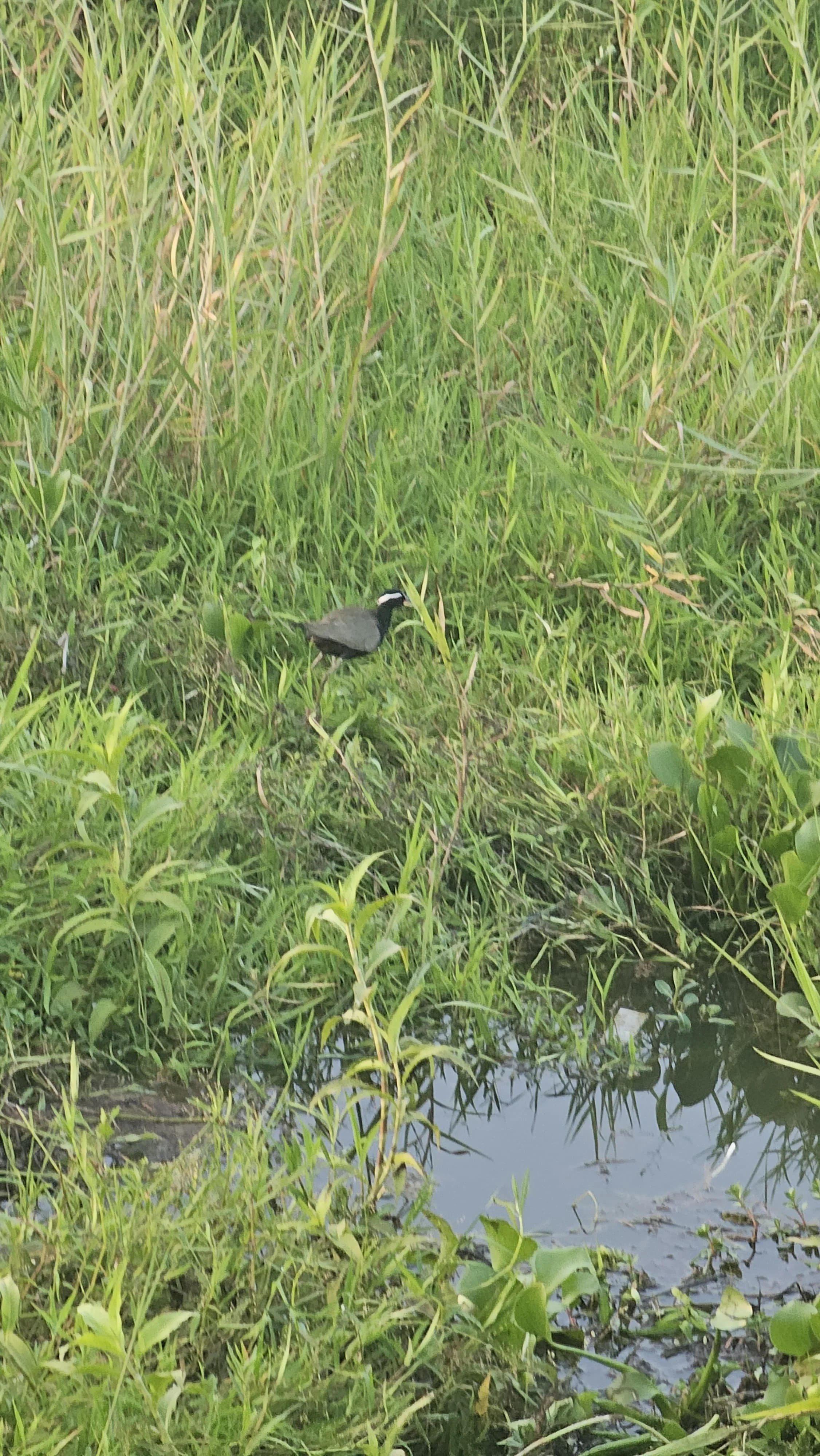 Carambolim lake - Biodiversity walk - Wetland Ecosystem.jpeg