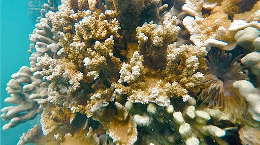 Underwater shot of Kāne‘ohe Bay coral community showcasing the coral species observed in the mesocosm experiment Montipora capitata. Image by Lauren Neville.