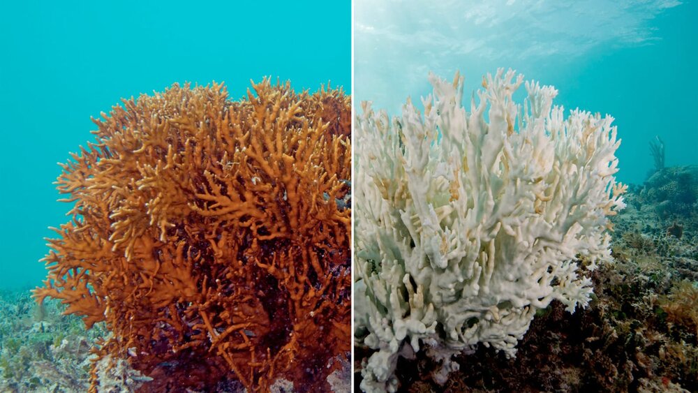 dead-corals-1y8ywlg.jpg