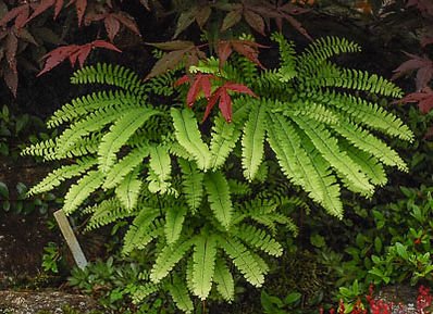 Fern Adiantum-25477 web.jpg