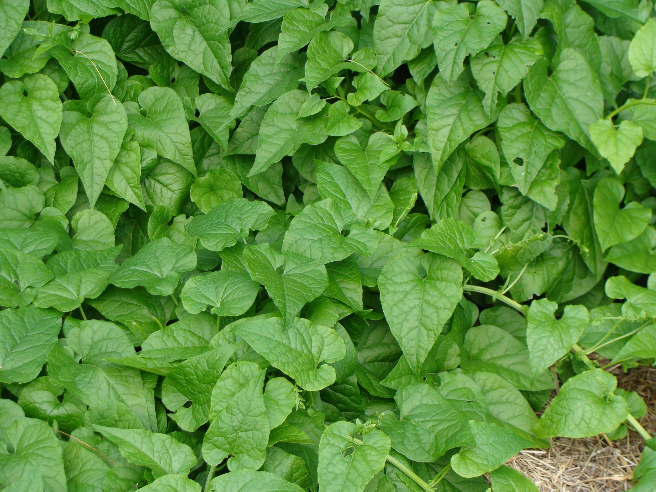 Lush early Summer growth.