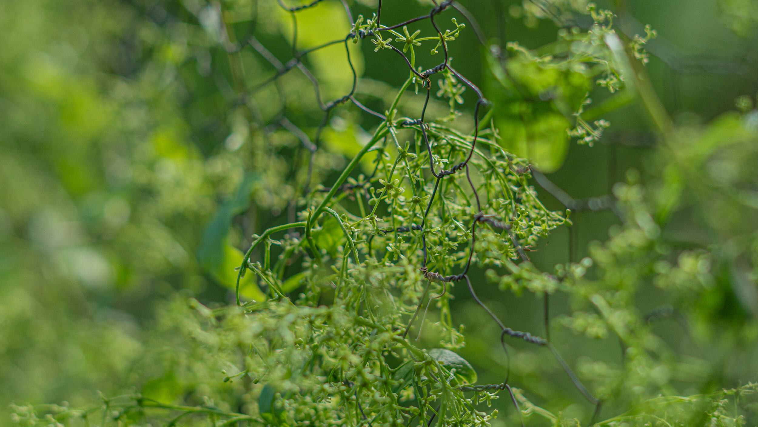 The small, unassuming flowers of Caucas Mountain Spinach.