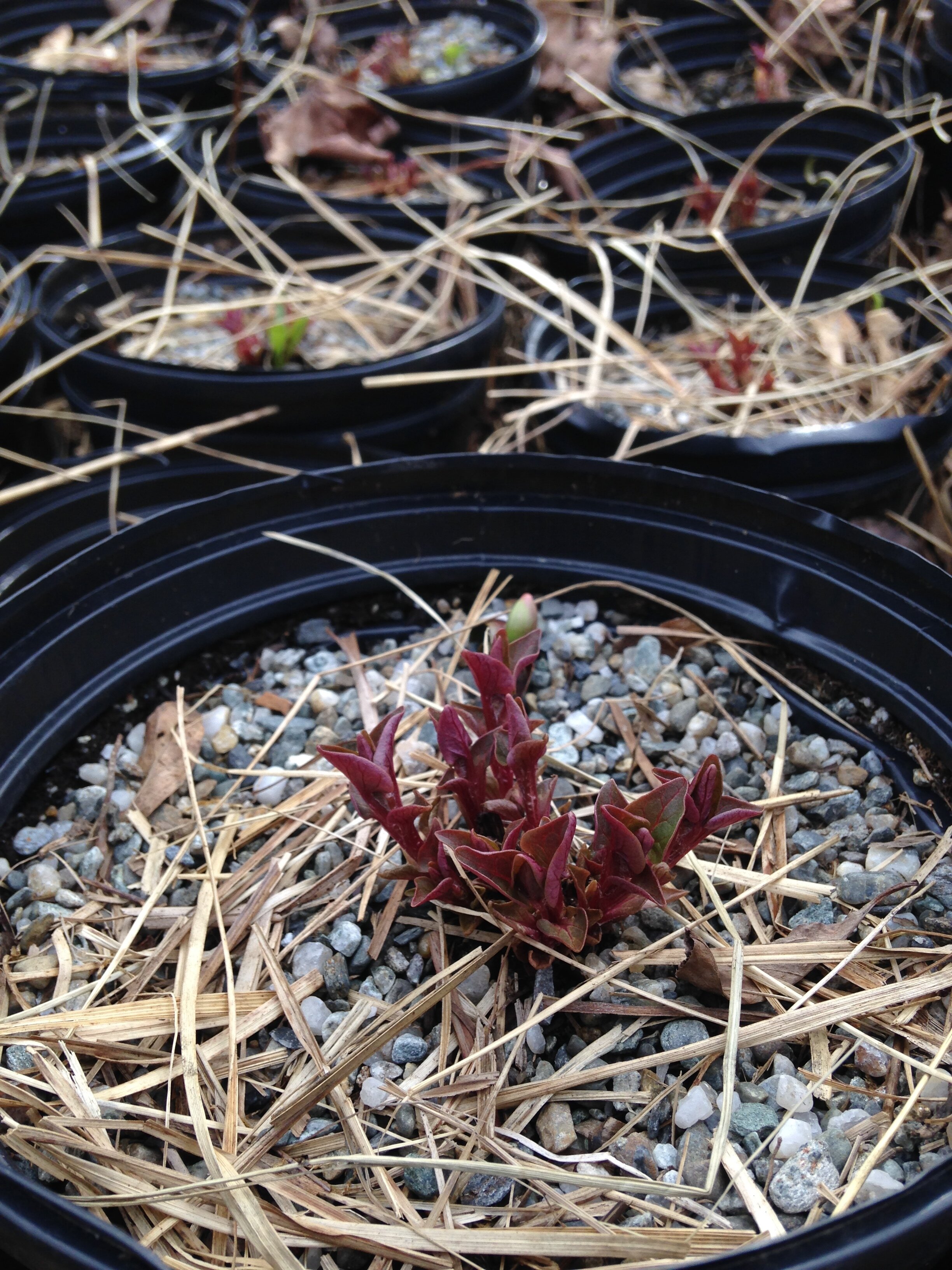 Year old nursery stock coming back in the Spring