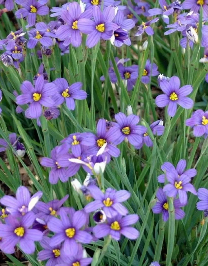 Sisyrinchium graminoides (Iridaceae)