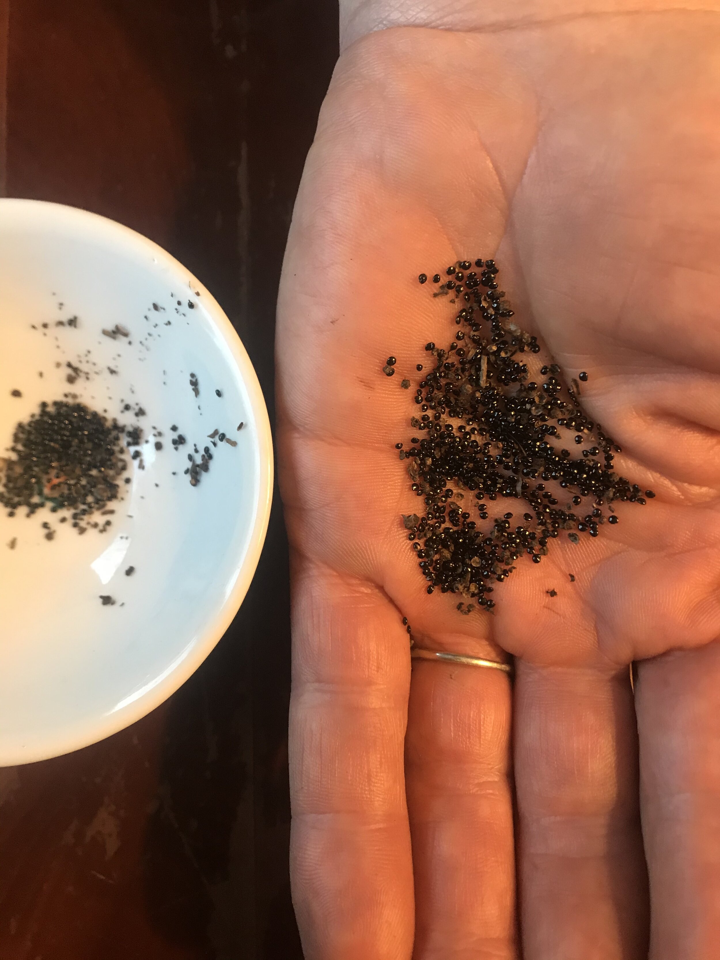 The shiny black seeds of hablitzia gathered from Great Brook Nursery fall 2020