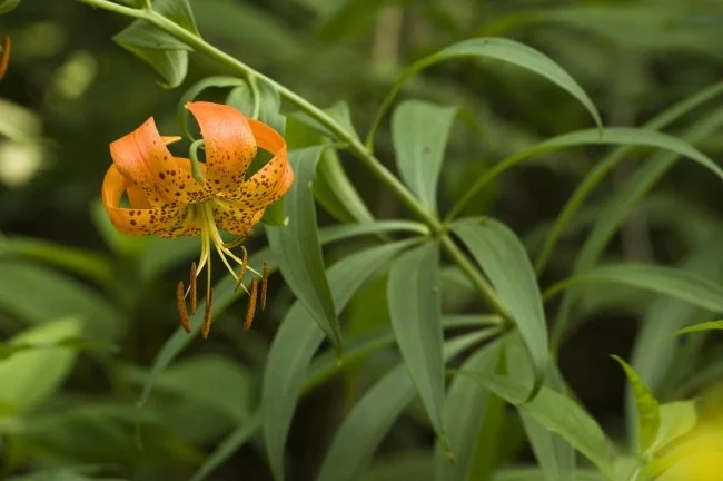Lilium superbum (Lilaceae)
