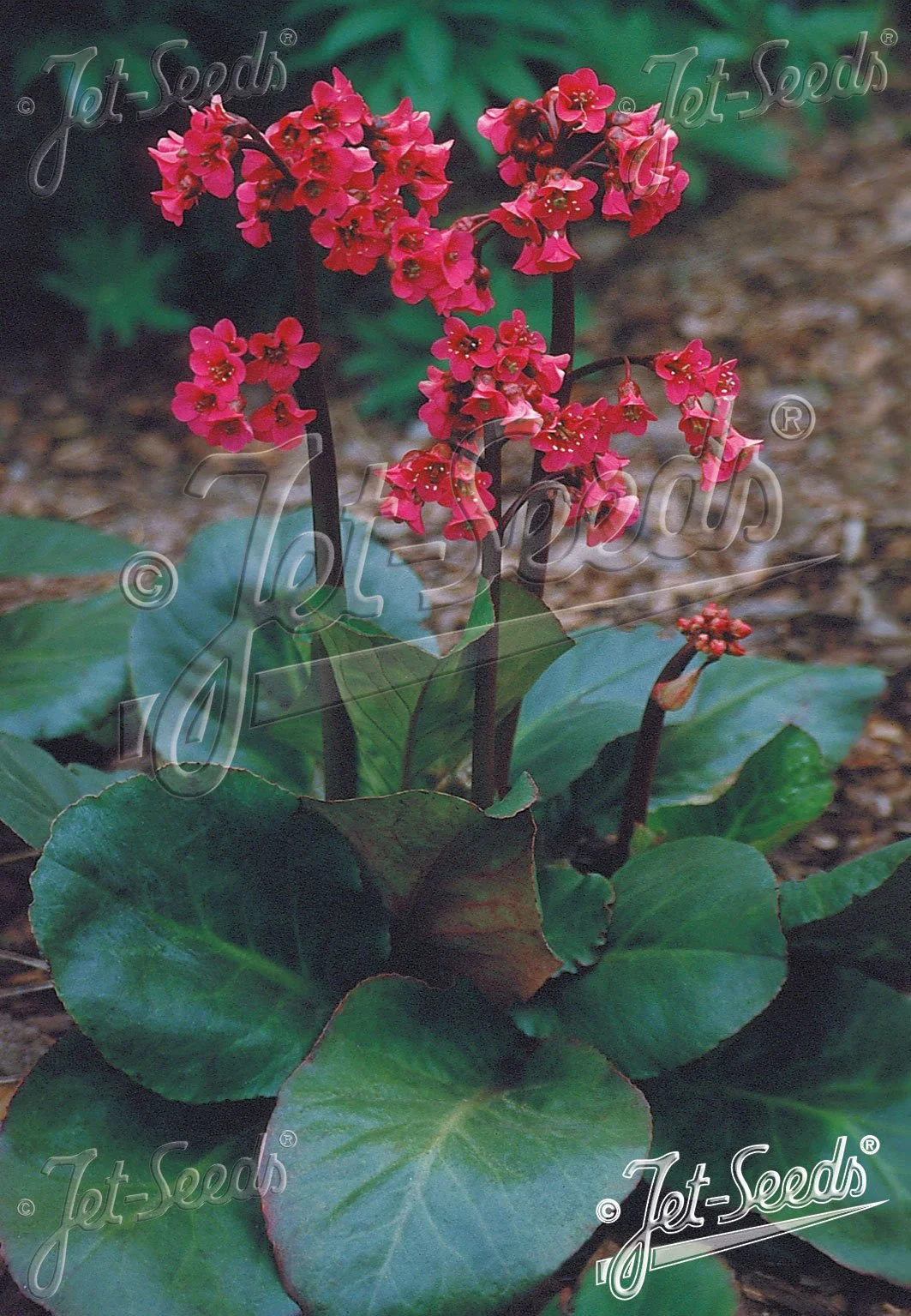 ba042a.jpg