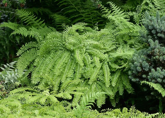 _AAA3385 for web  copy.jpg