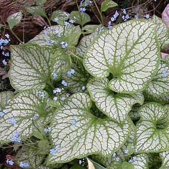 Brunnera-Jack-Frost.jpg