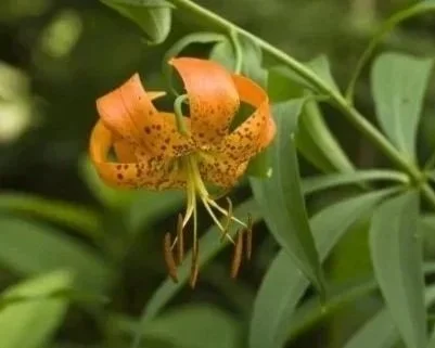 usfws-turks-cap-lilly-medium.jpg