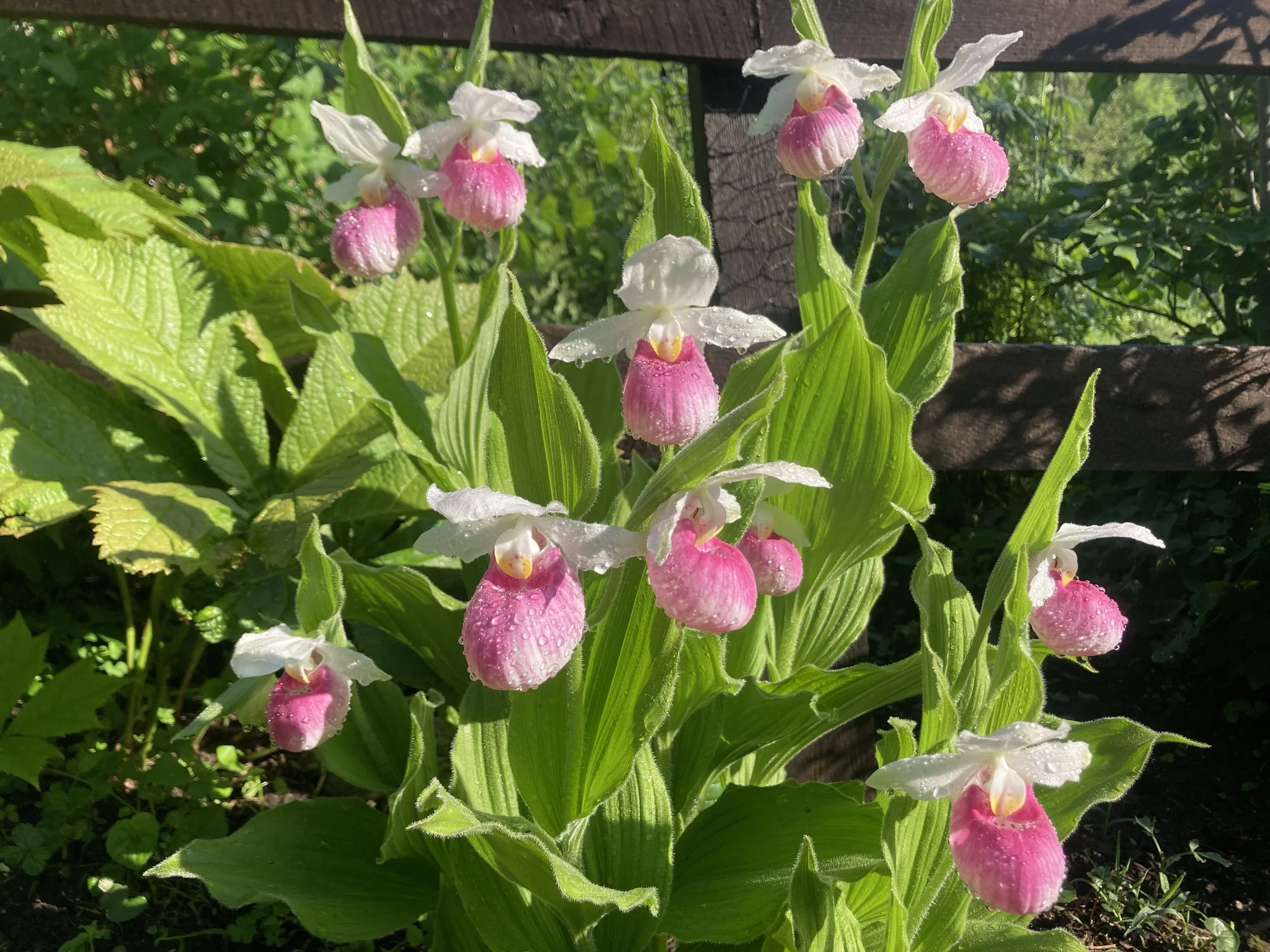 Cypripedium - hardy orchids