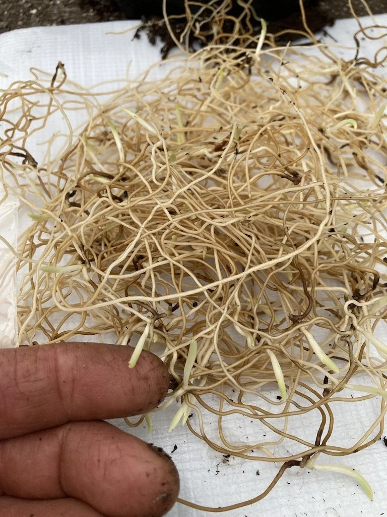 Un flasked Cypripedium seedlings