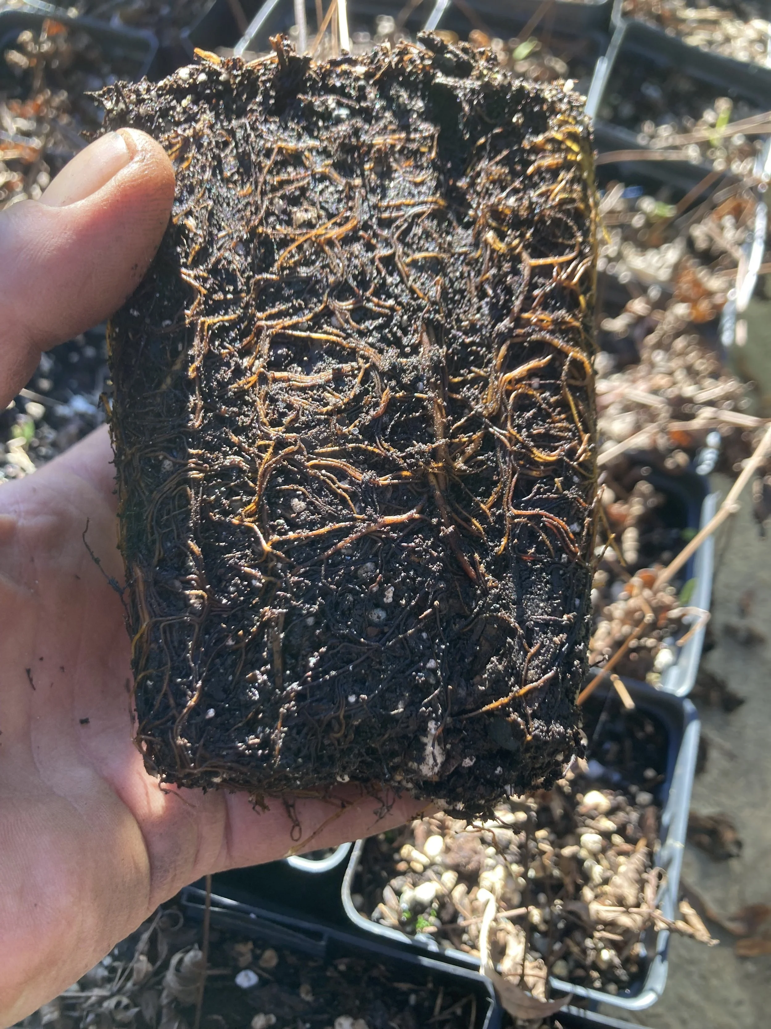 Here it is a well established plant from those seeds. It took five years. Two winters for germination and three years of growing.