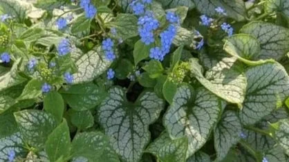 little-blue-flowers-bugloss-brunnera-macrophylla-jack-frost-v0-arwpp0607ruc1.jpg