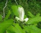 magnolia_tripetala_flower.jpg