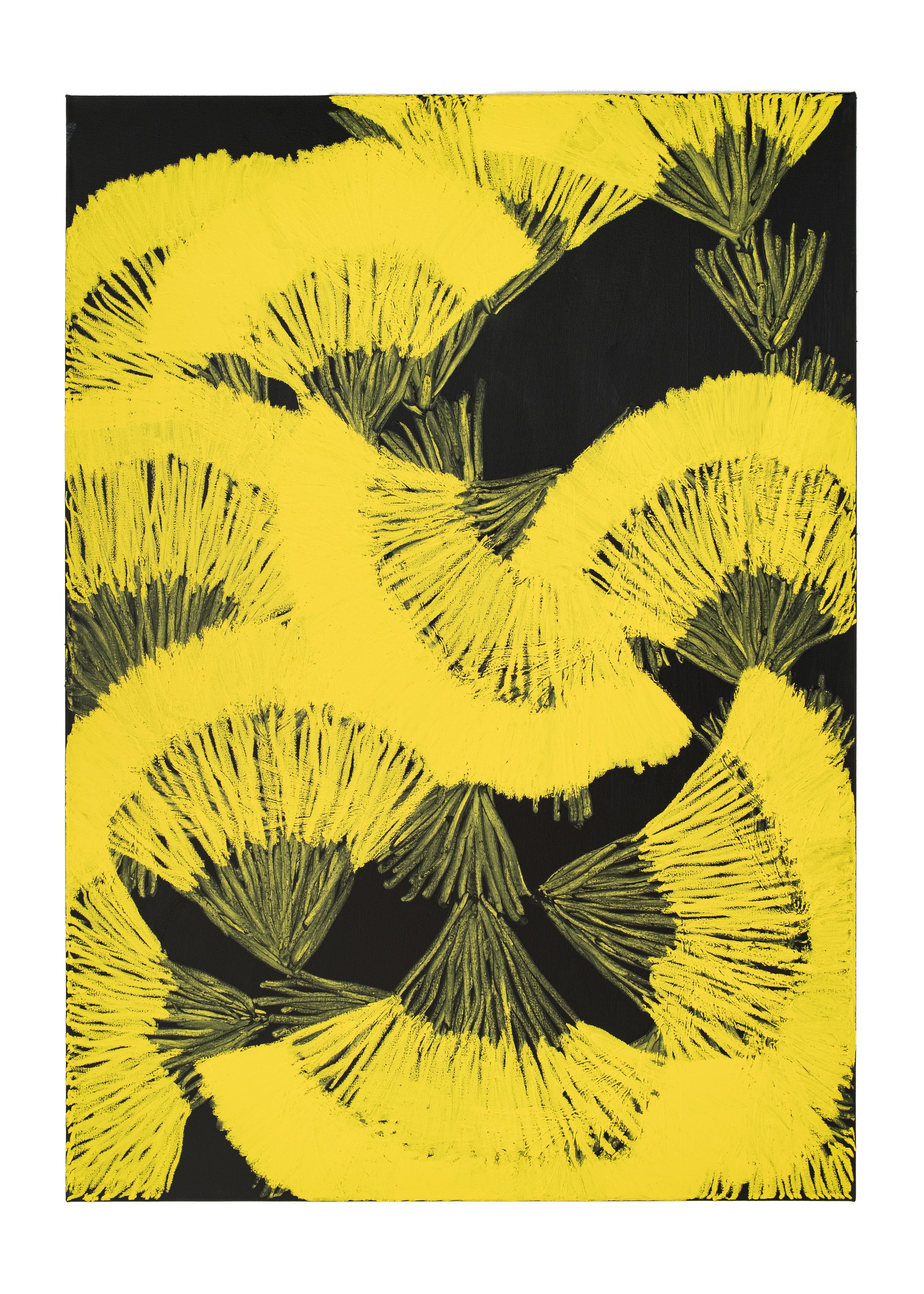 Dandelion