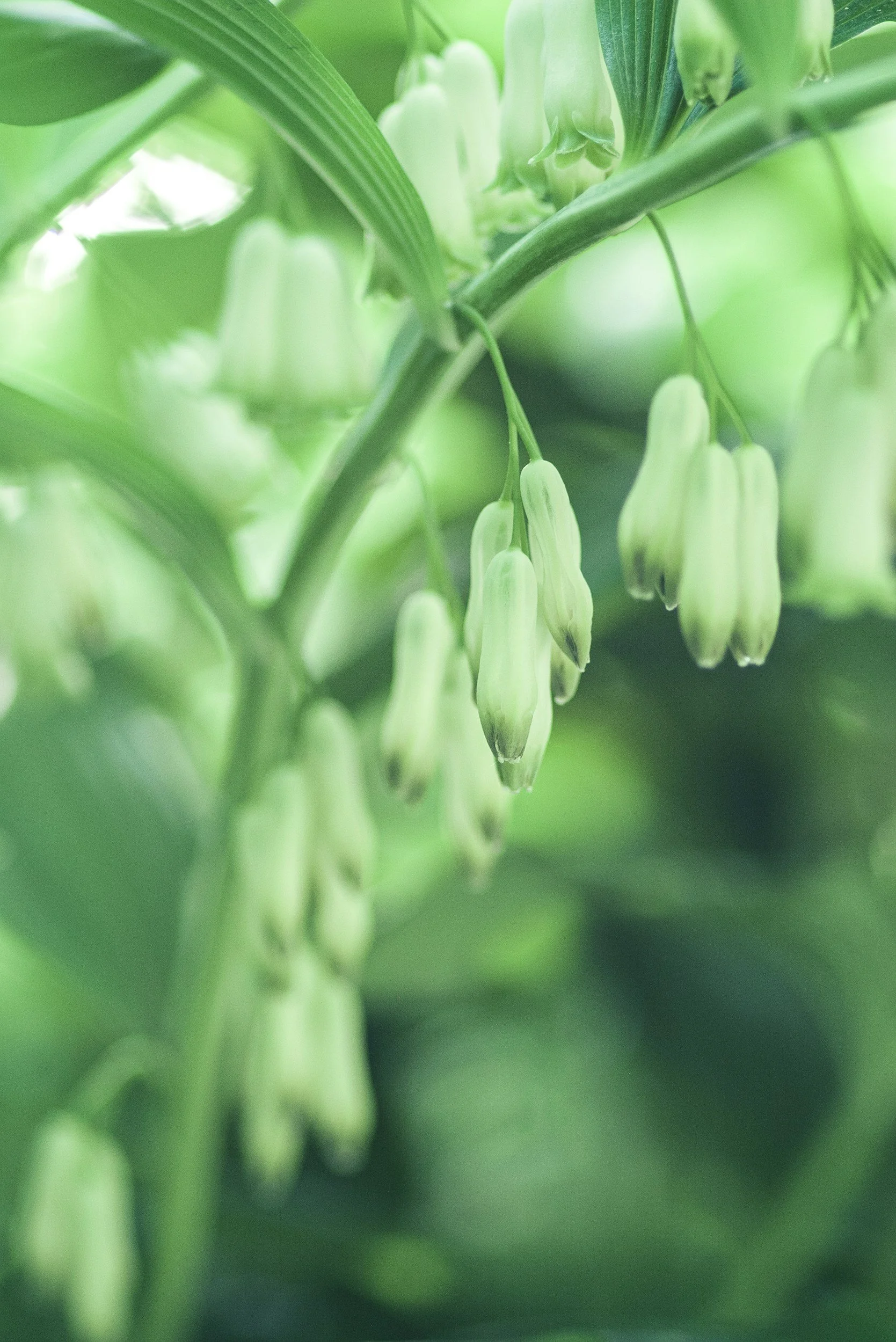solomon's seal polygonatum odoratum medicinal herb herbalism