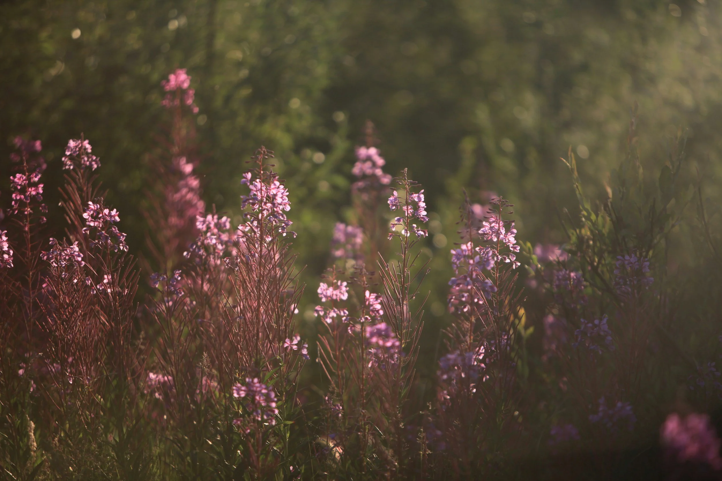 fireweed Chamaenerion angustifolium in scotland