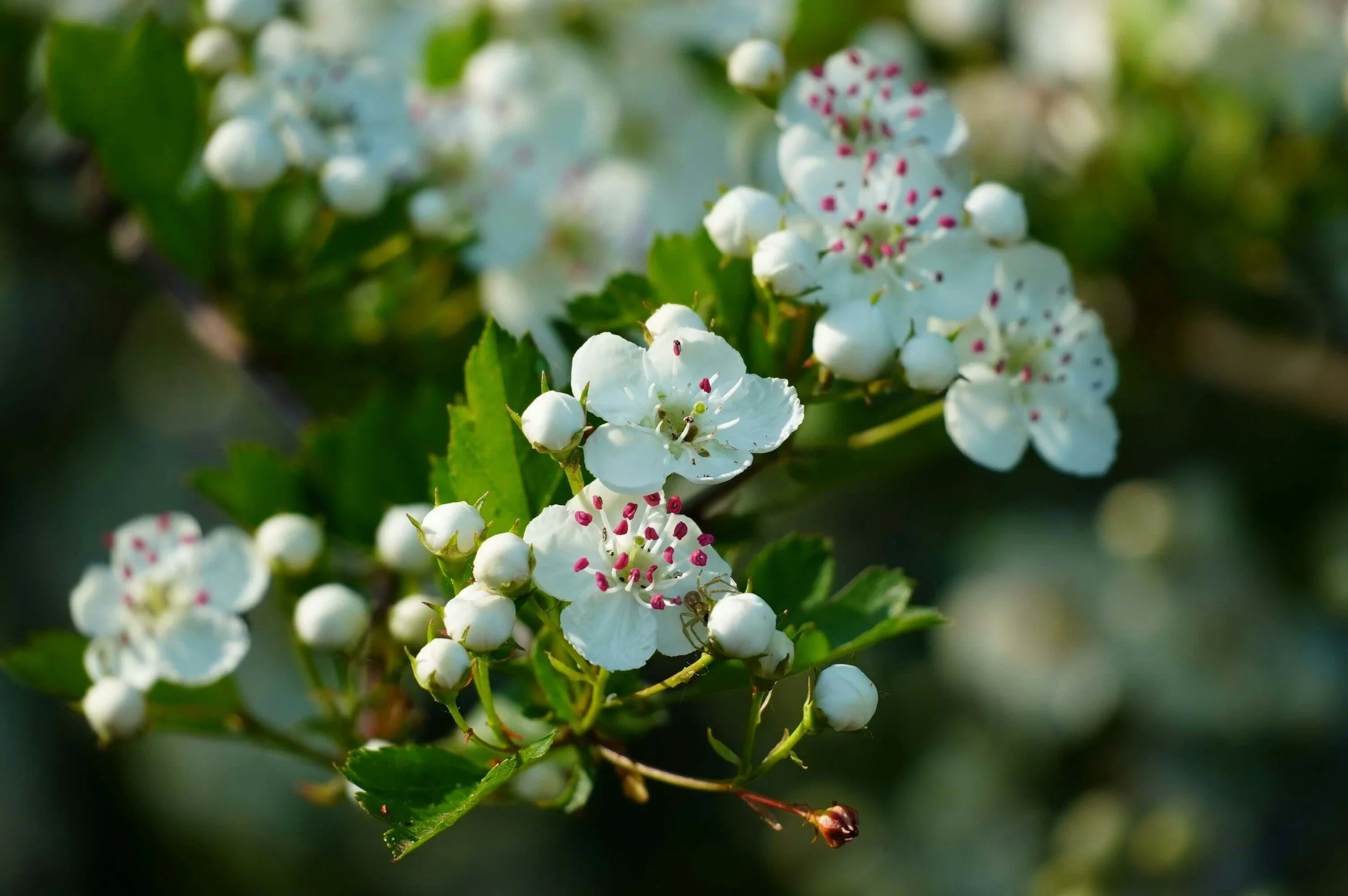 Hawthorn flowers (Crataegus monogyna) in Scotland