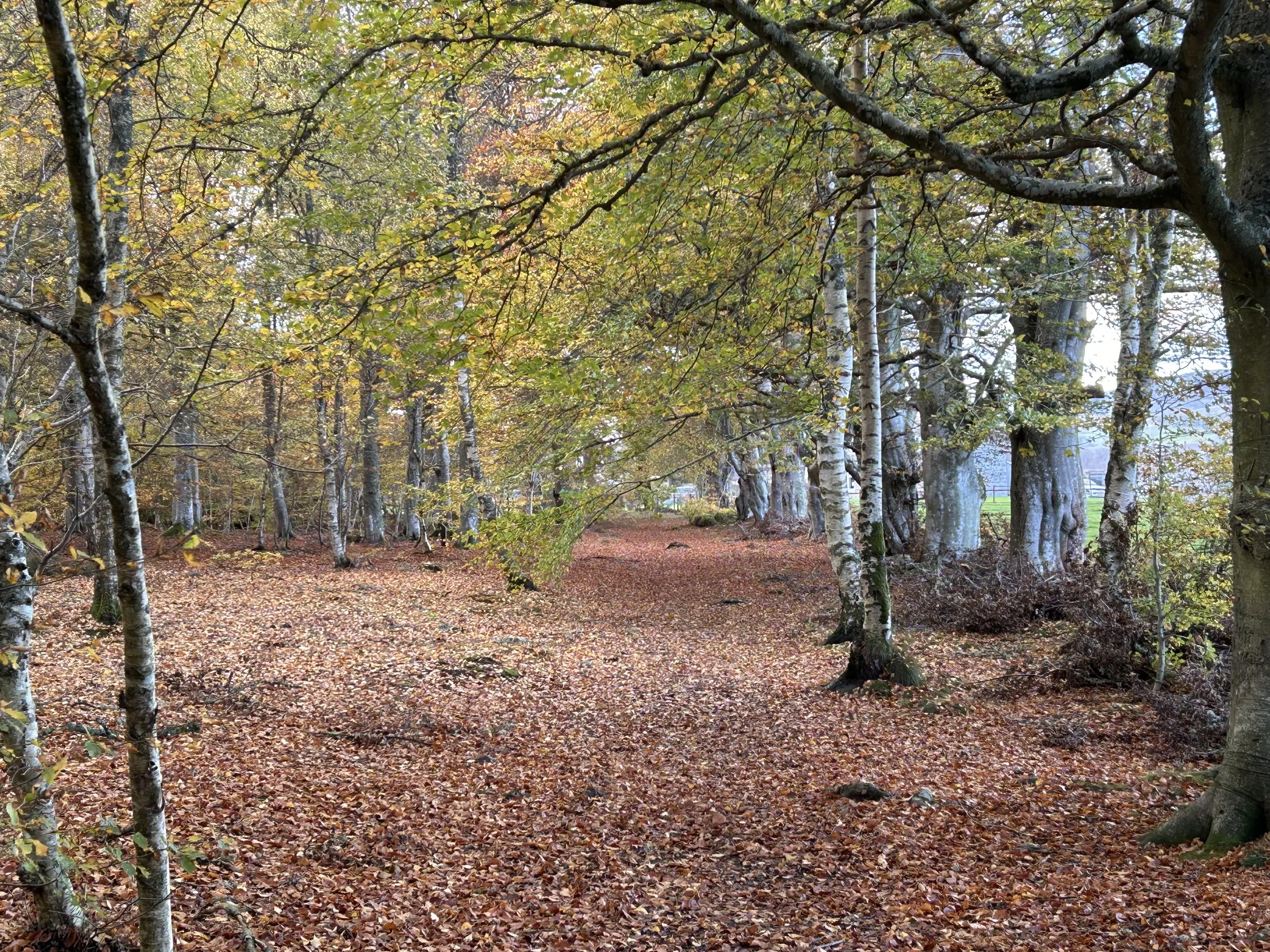Smuain na Maidne -  Dimàirt