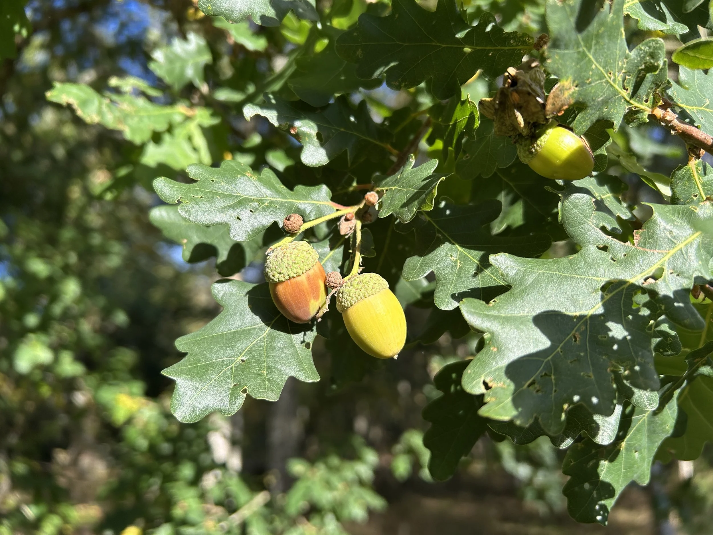 Thought for the Day Doubt - Three