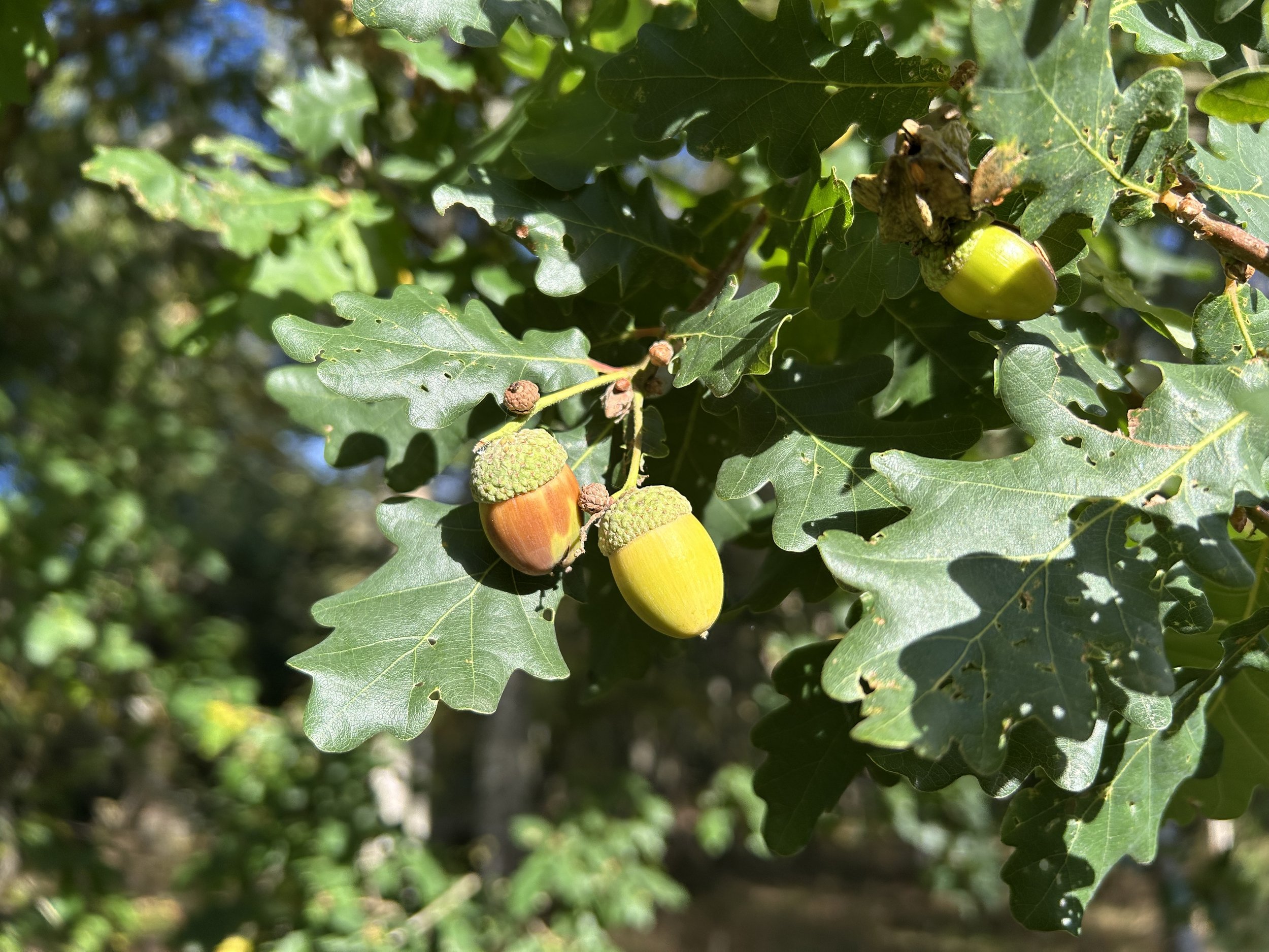 Smuain na Maidne - Diciadain