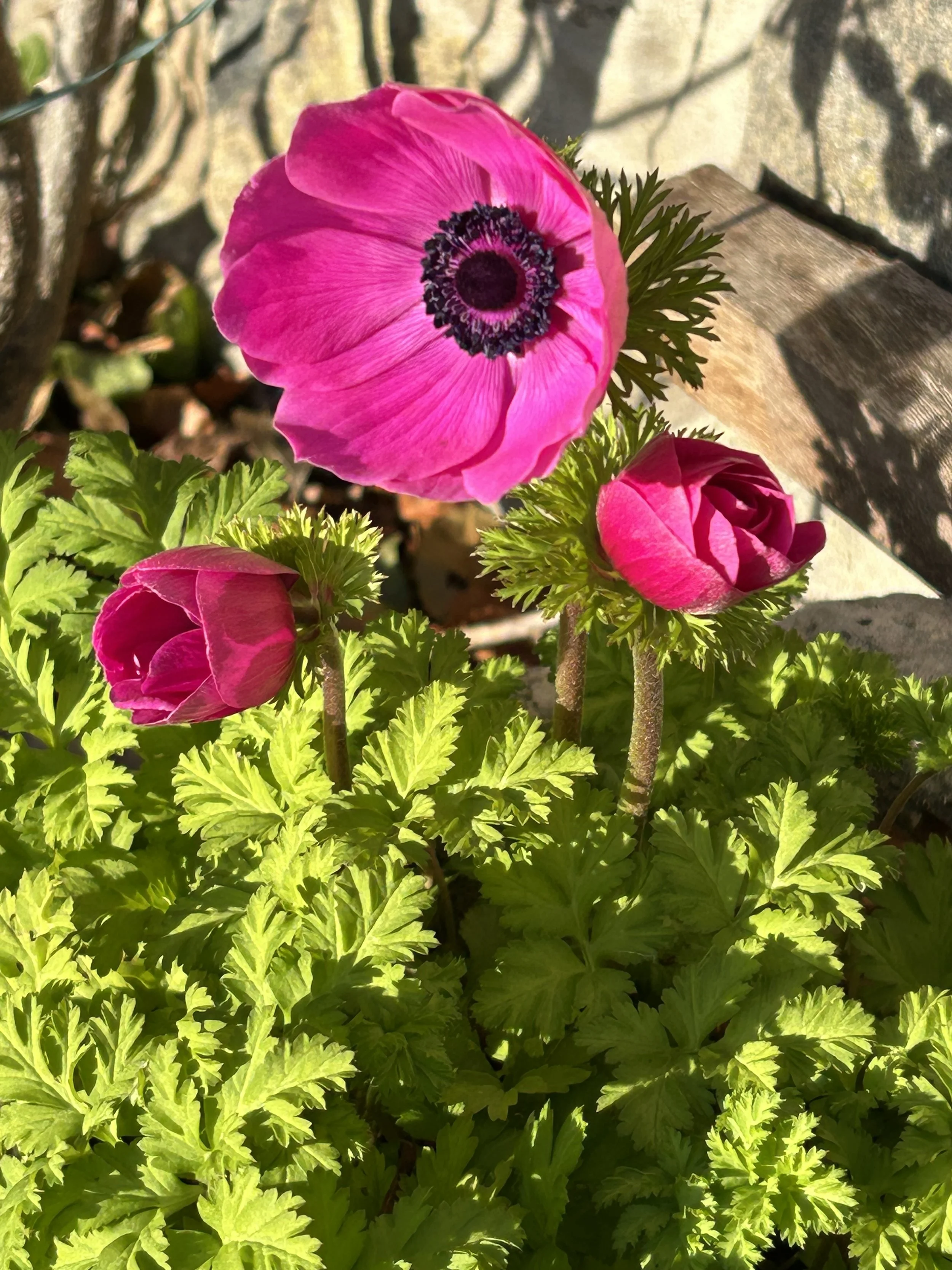 Smuain na Maidne - Diluain