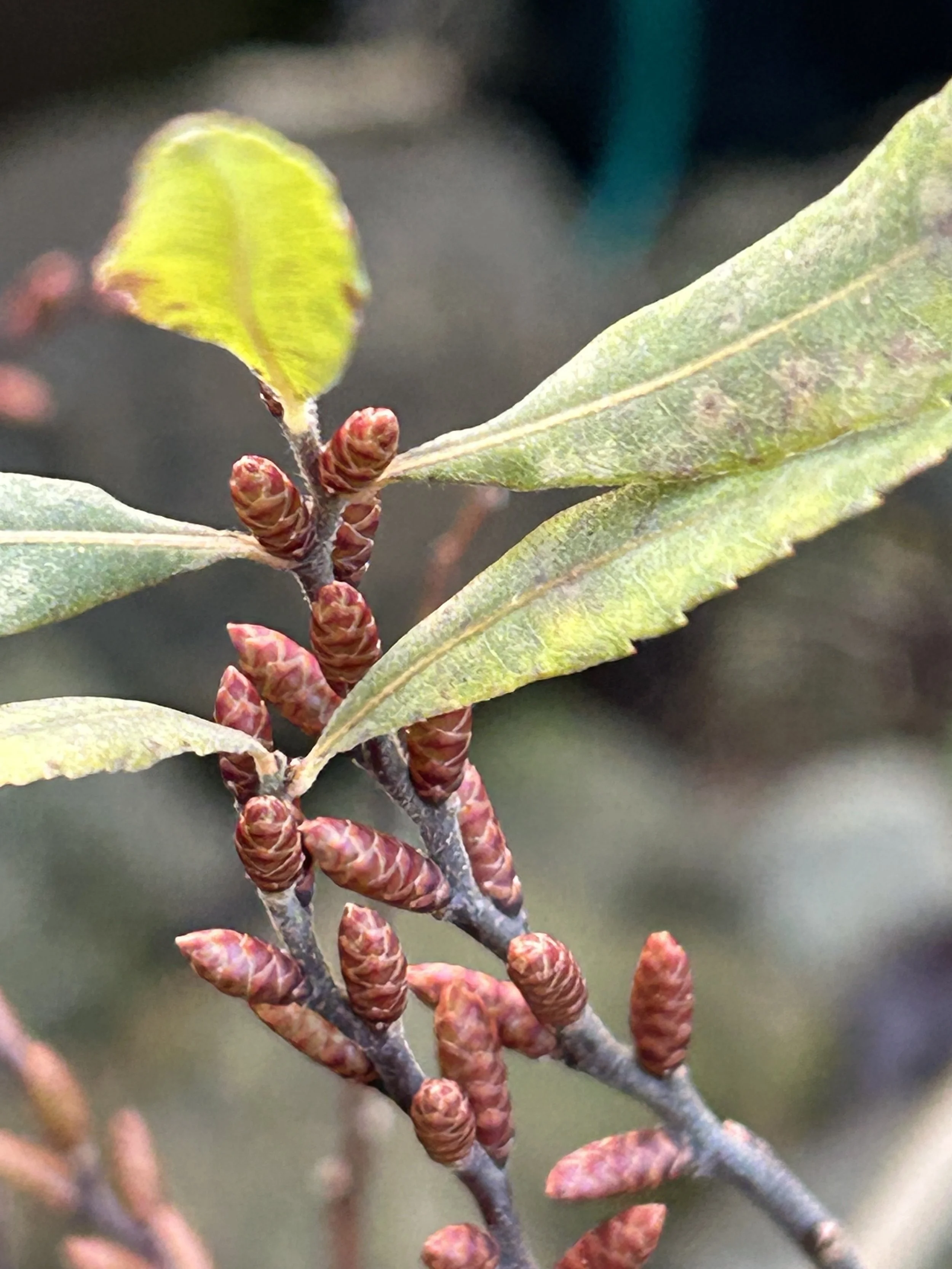 Smuain na Maidne - Diciadain