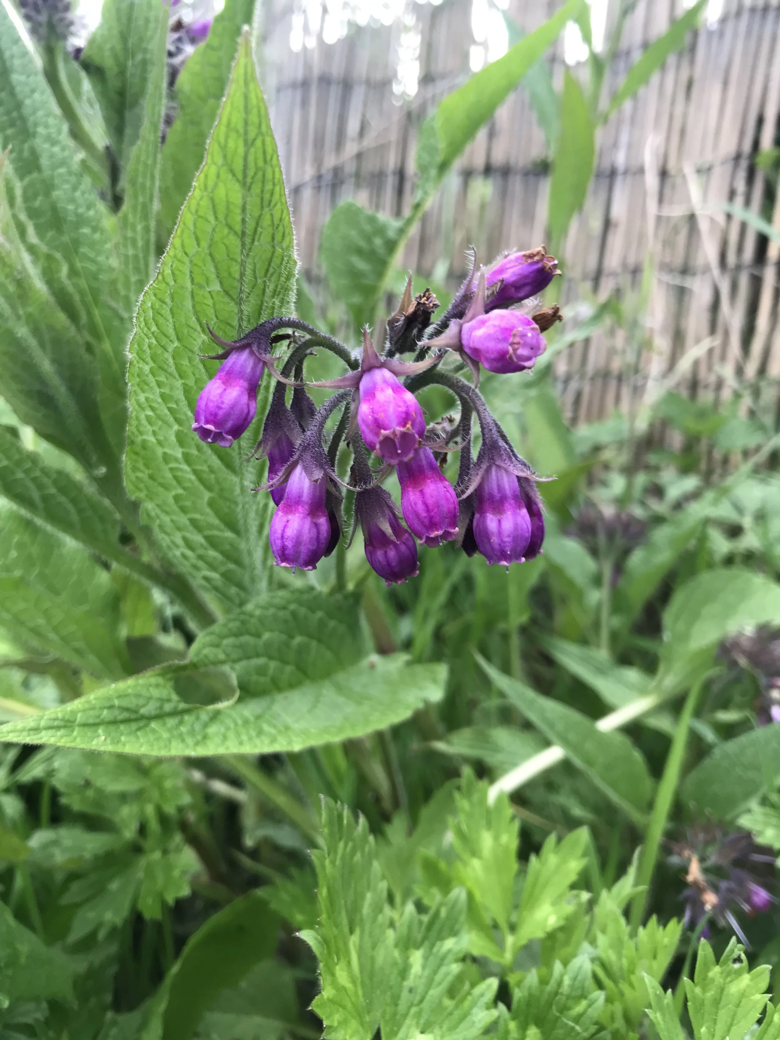 Smuain na Maidne - Dihaoine