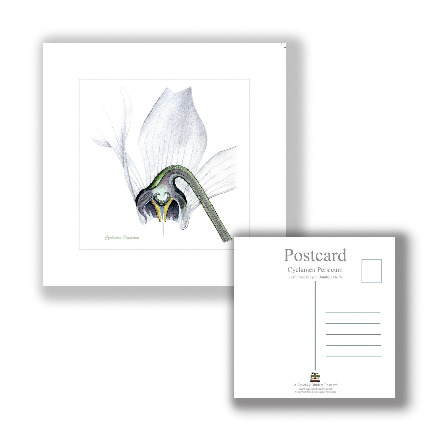 PCSQ_Postcard_CYCLAMEN_Flower_Cross_Section.jpg