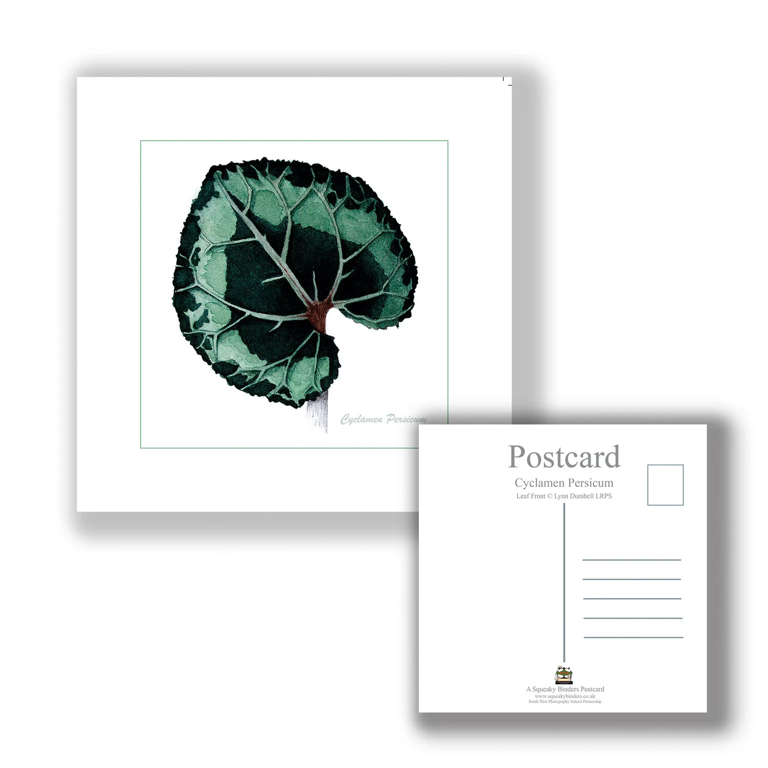 PCSQ_Postcard_CYCLAMEN_Leaf_Front.jpg