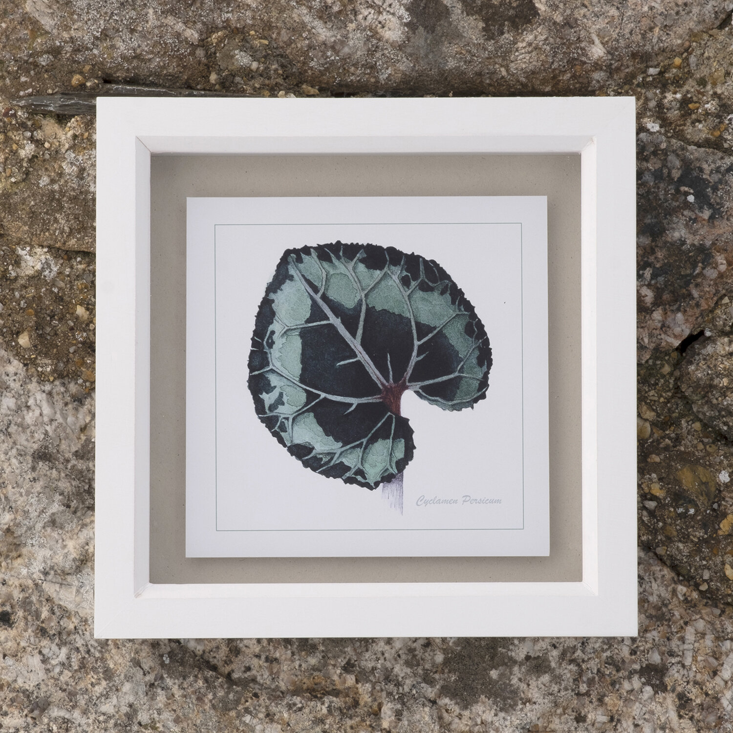 Print_Box_CYCLAMEN_Leaf_Front.jpg