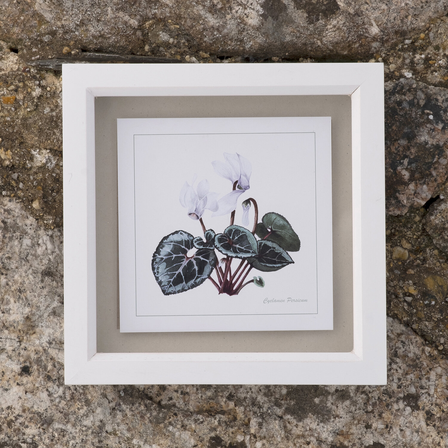 Print_Box_CYCLAMEN_Plant.jpg