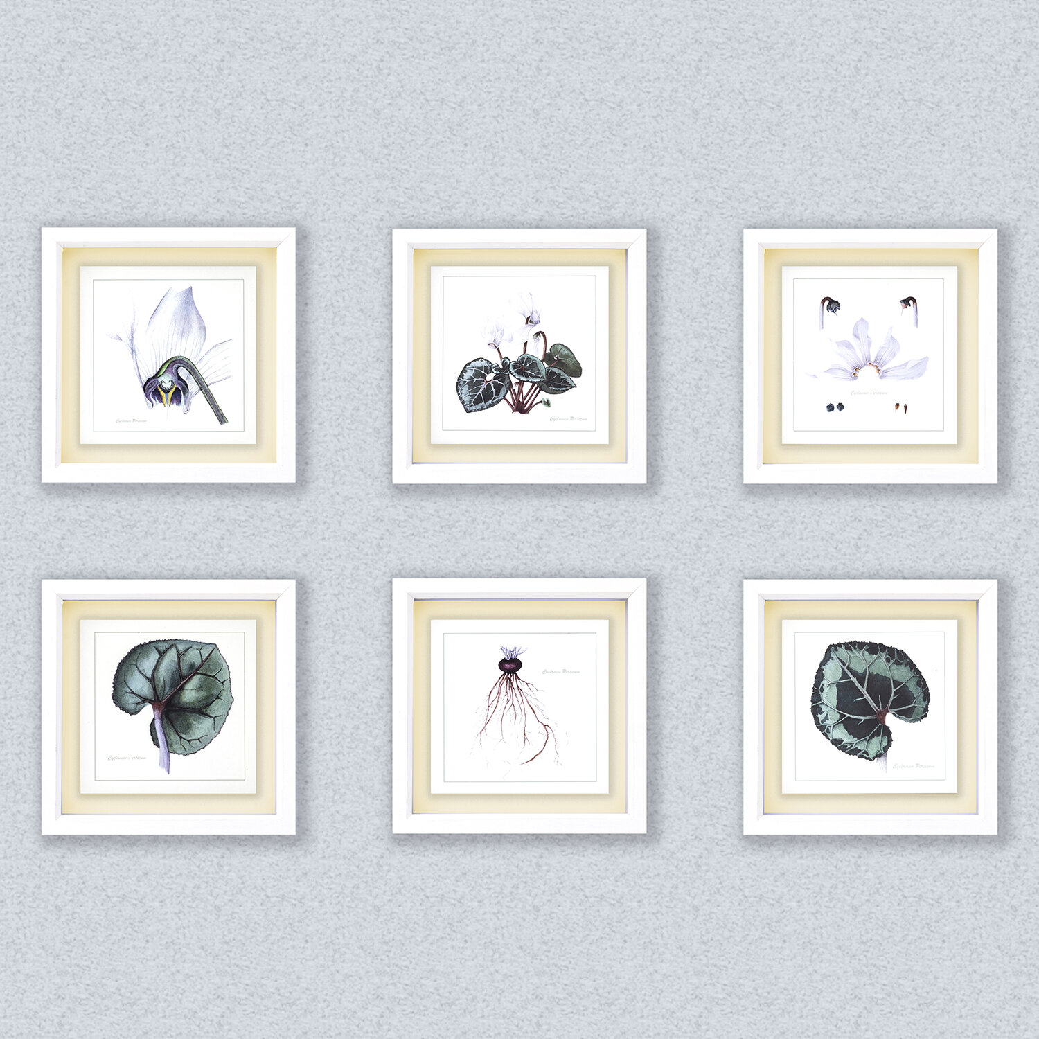 Box_Print_Wall_Set_CYCLAMEN_Web.jpg