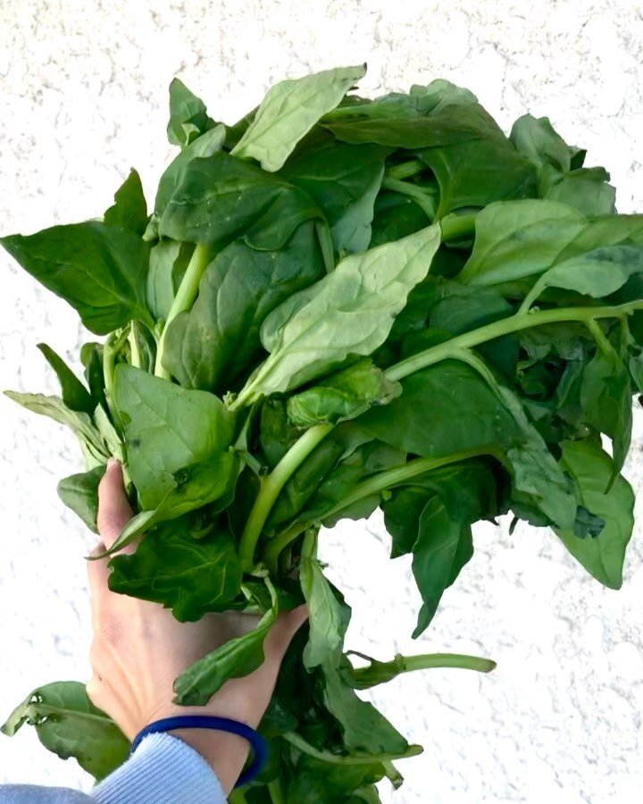 So turns out spinach doesn&rsquo;t actually grow into perfectly packaged bags straight away&hellip;? Who knew! 🌱

It comes in massive bunches, thick stems and all. And if you&rsquo;re really lucky and are sold EXTRA fresh spinach, it&rsquo;ll come w