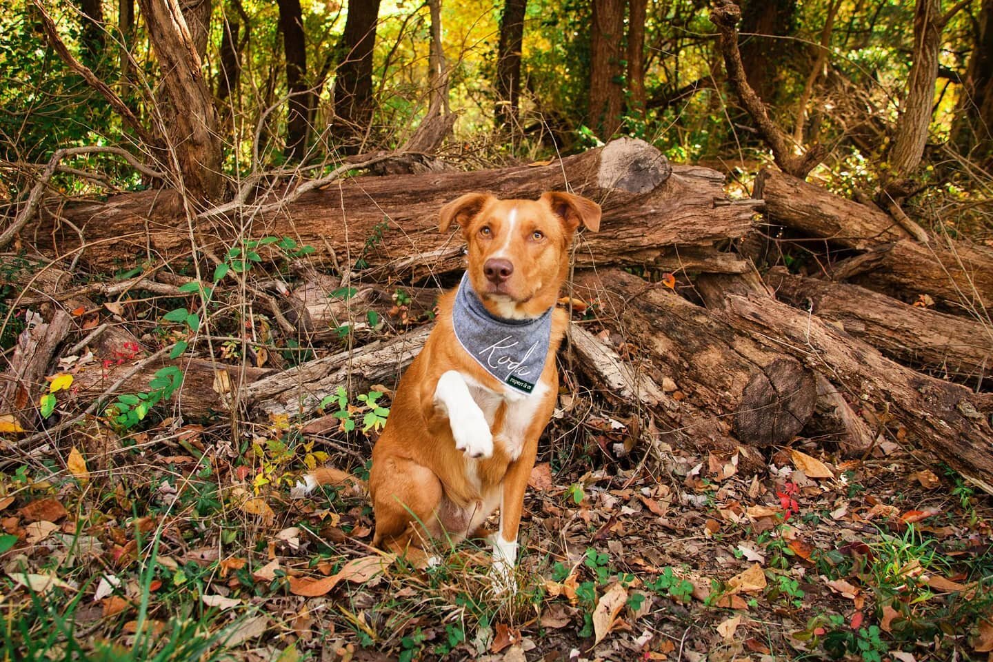 What is your pup's favorite trick to do/offer? I am currently working with Peanut on new tricks and he is always offering his paw, just like @kodathegermanaussie! 🤝🐾🦴❤️

⠀⠀⠀⠀⠀⠀⠀
⠀⠀⠀⠀⠀⠀⠀⠀
⠀⠀⠀⠀⠀⠀⠀⠀⠀
#stlpetpics #stlpets #petphotography #stlphotograp