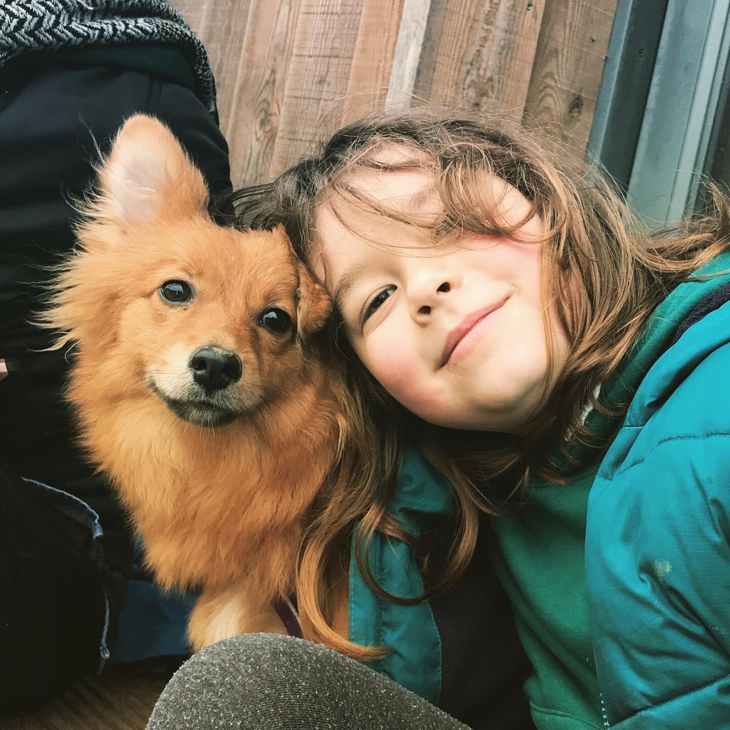 Today was the day Joey fell in love... thanks @subi_ra and @stampchiron for letting us come hang out with Orion 🐶what a floofster! 💕 #friendsforlife #sociallydistancedfun #dogtherapy #notourdog #floofsofinstagram