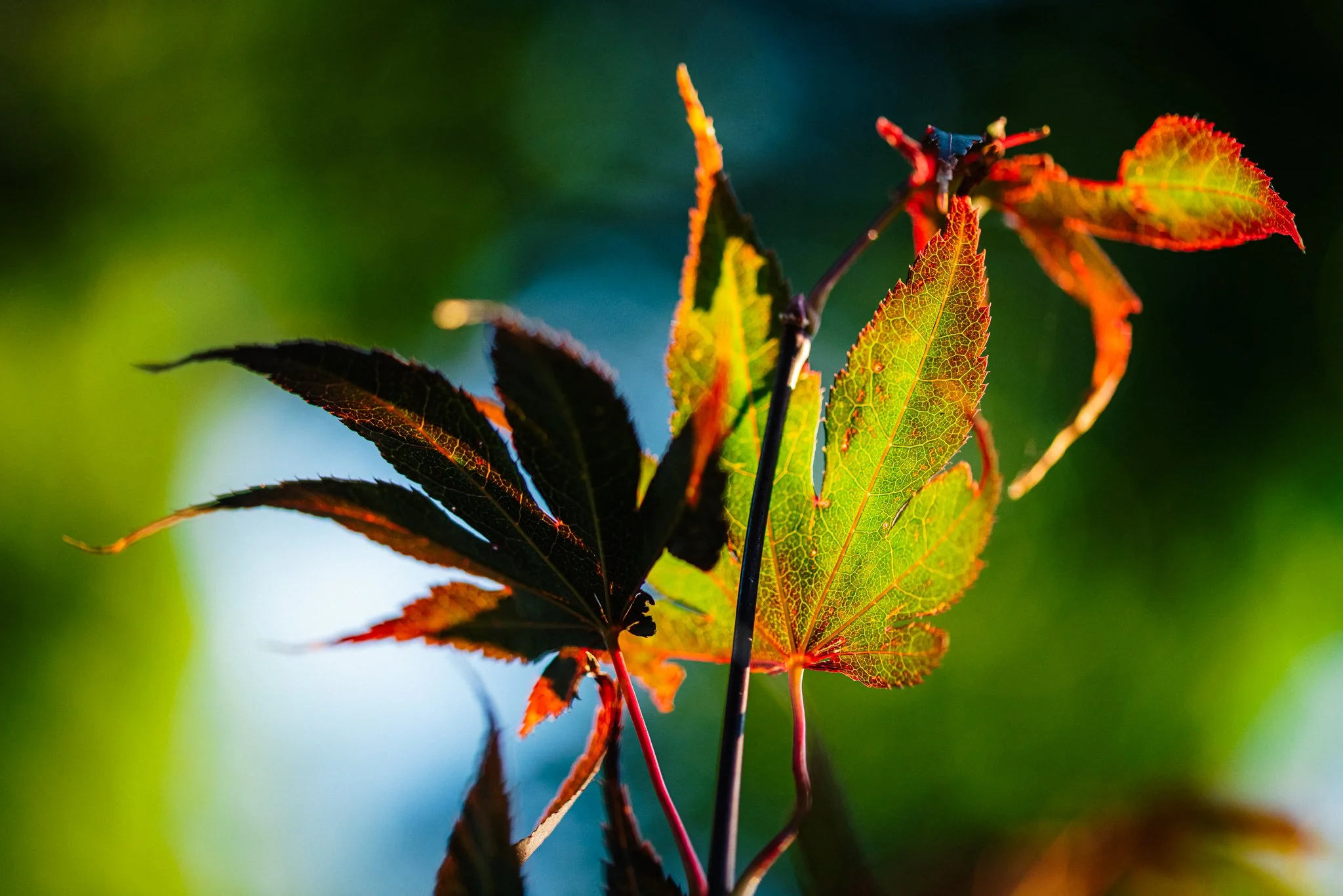 Macro Shots - 2025.09.16 - Web Size-002.jpg