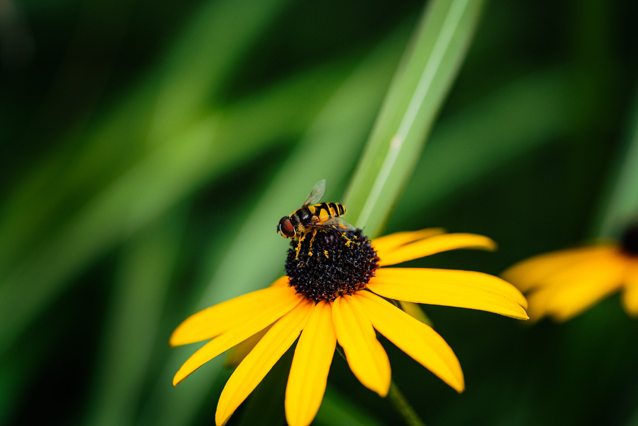 Macro Shots - 2025.09.16 - Web Size-005.jpg