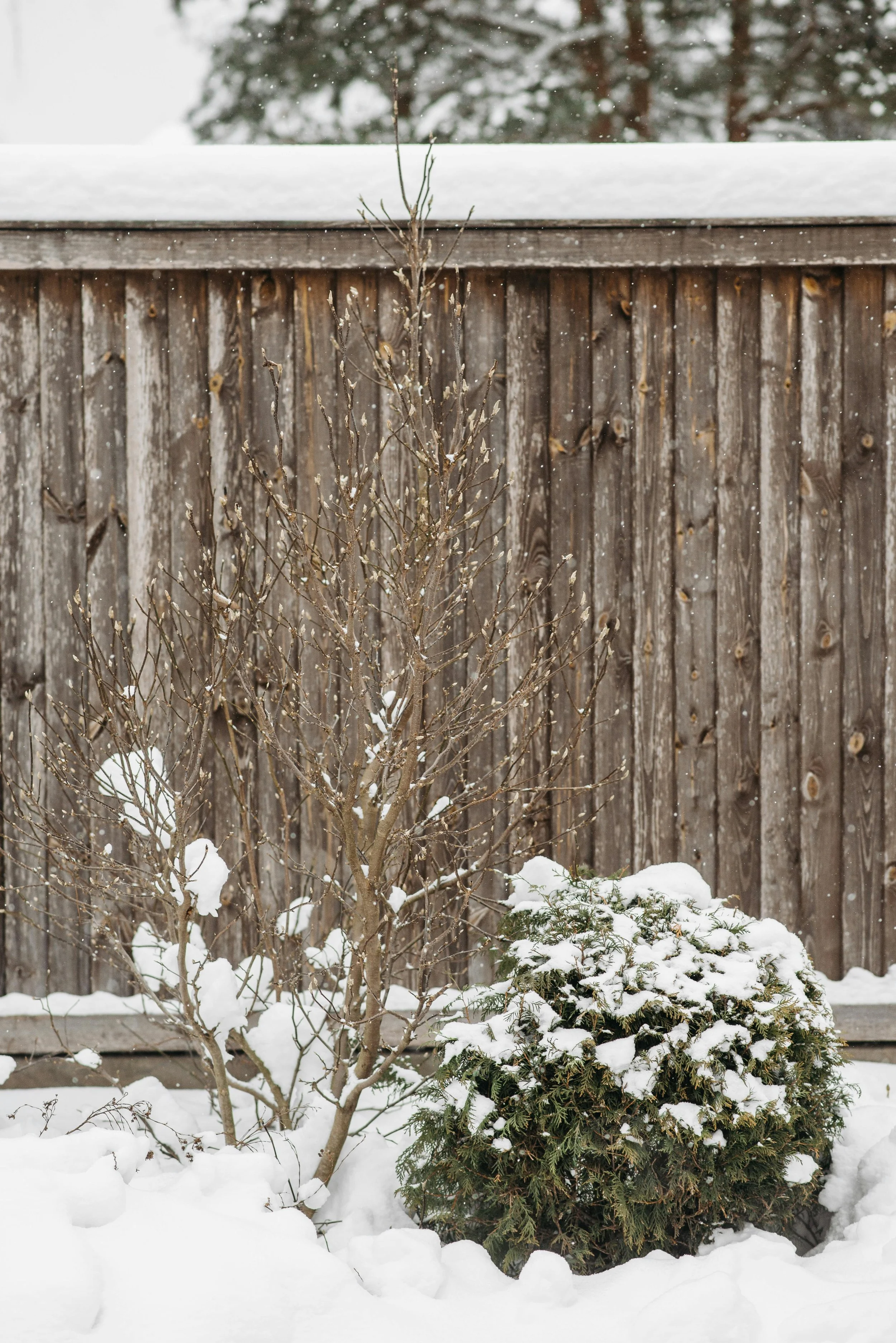 Scratching the Gardening Itch Over Winter