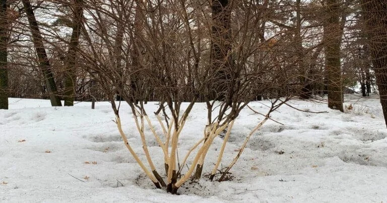 Protecting Trees and Shrubs From Bunnies