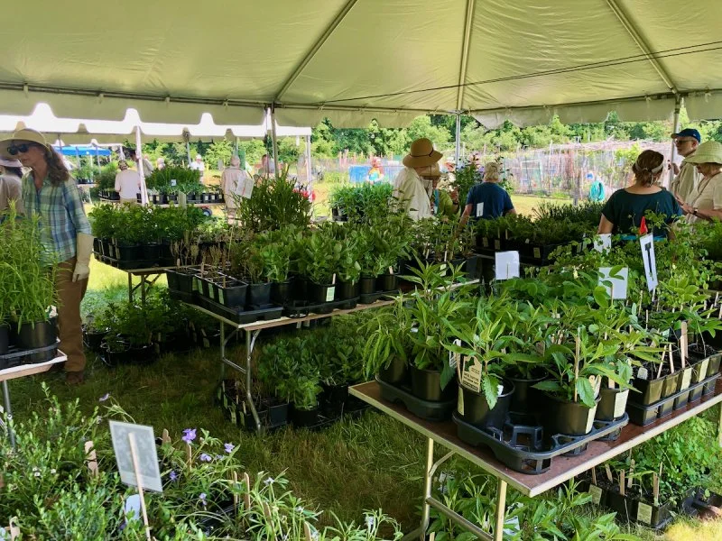 Where to Buy Native Plants