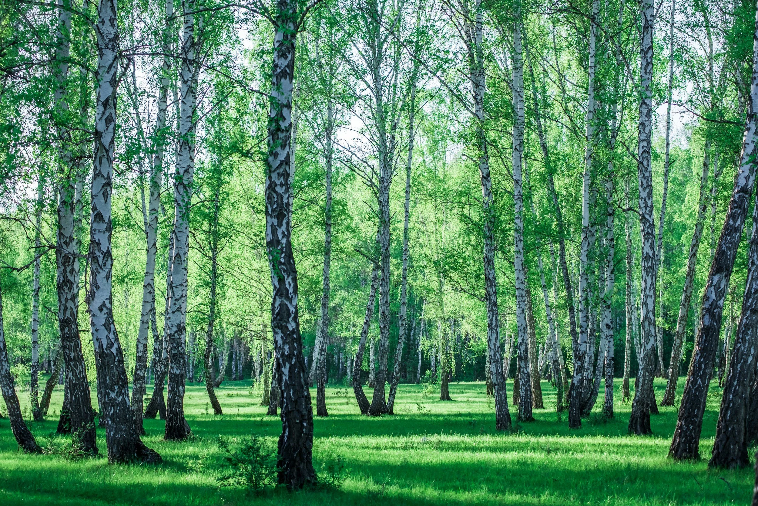The Ultimate Guide to Waltham’s local green spaces.