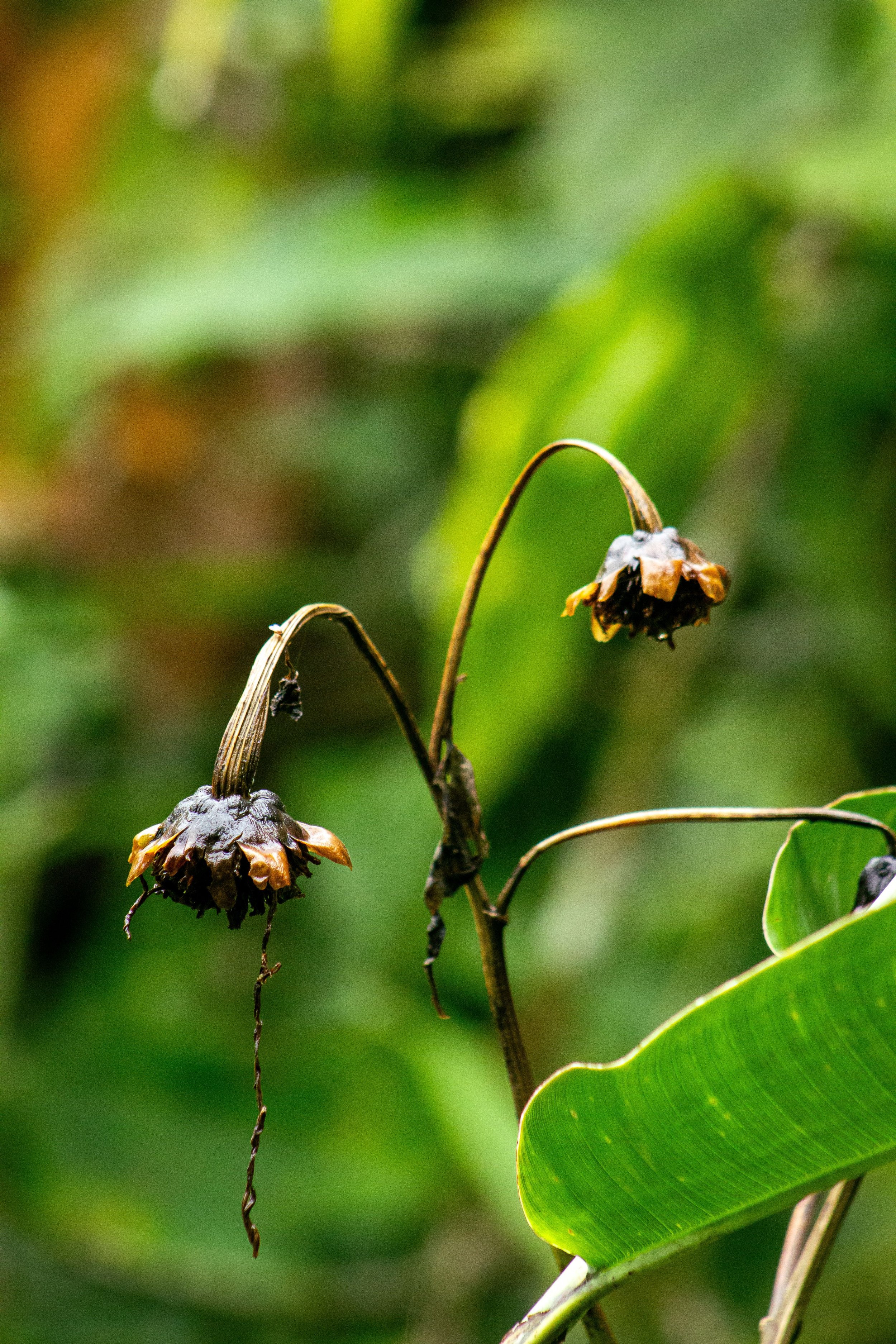 A Guide to Deadheading Your Perennials
