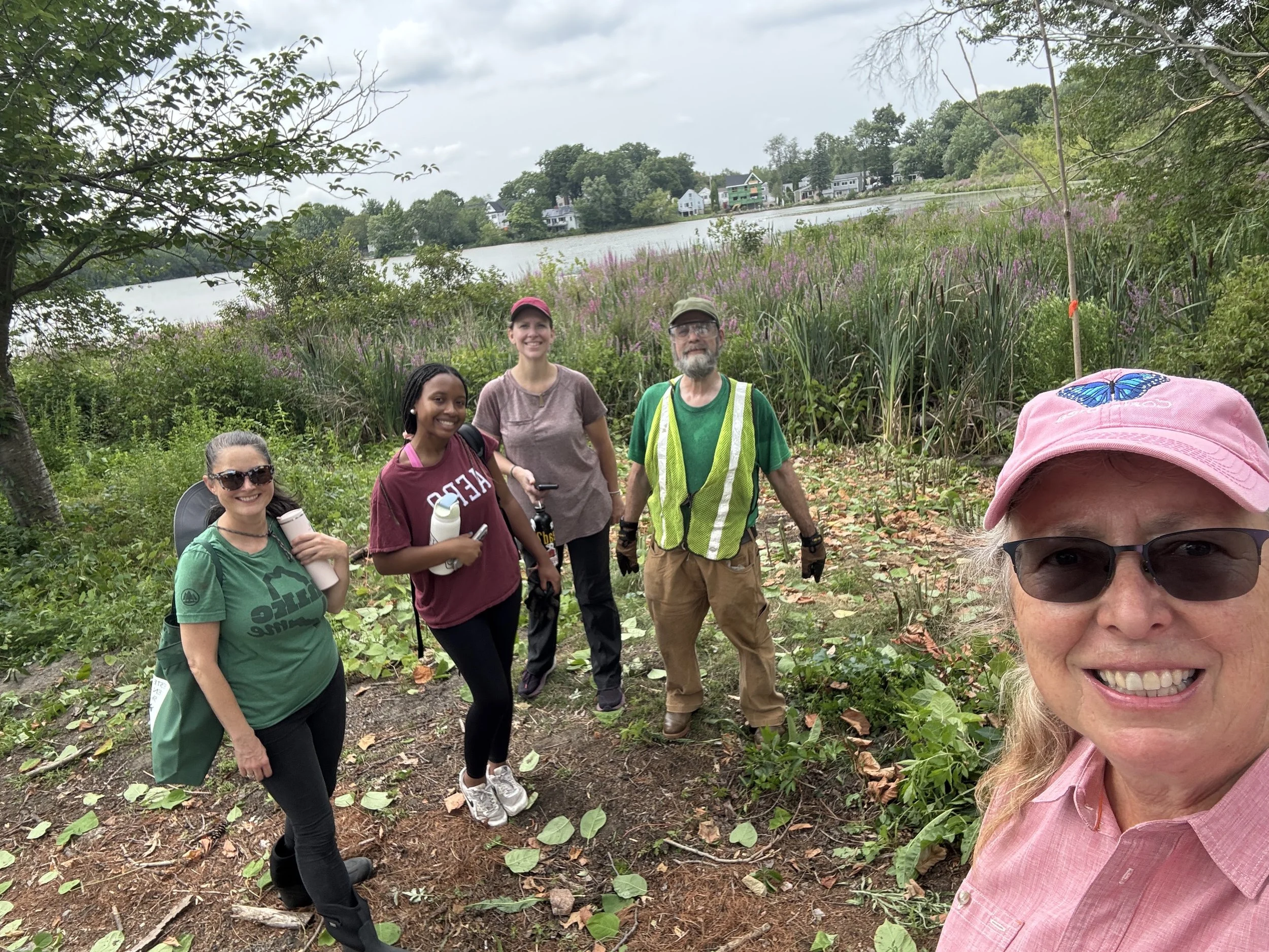 Helping the Waltham Land Trust remove Japanese Knotweed