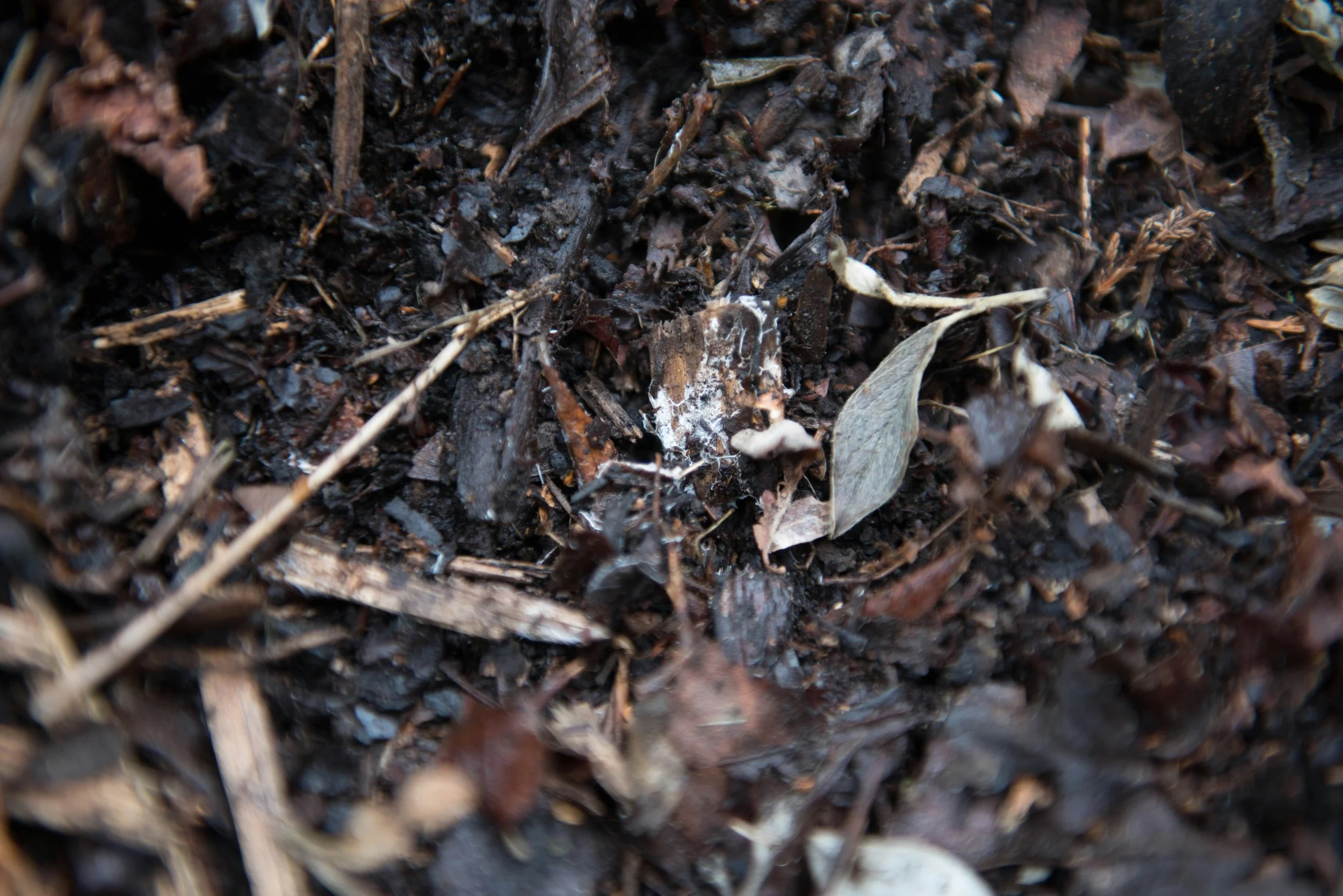 Compost: Give Your Garden a Boost!