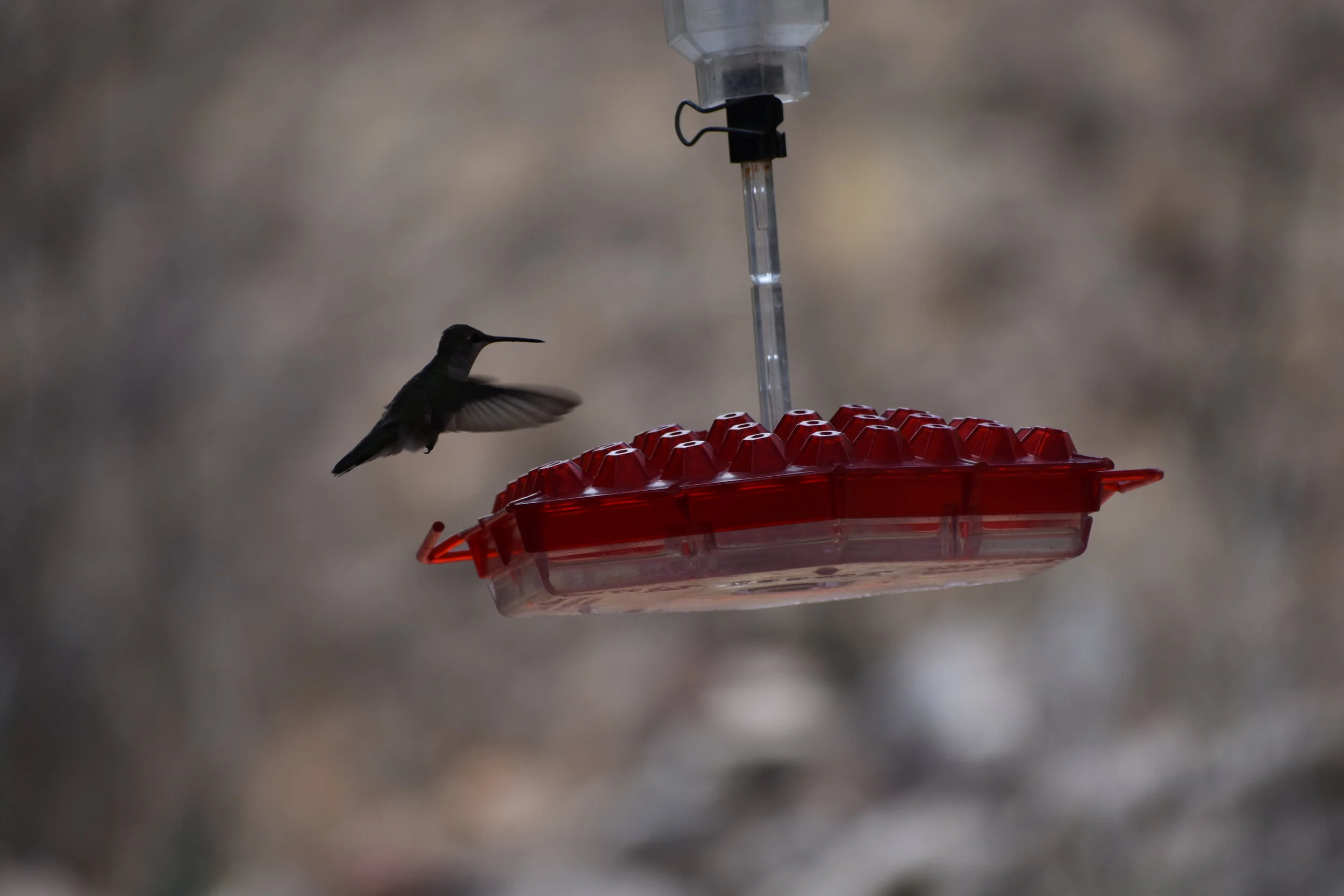  Black-chinned Hummingbird 